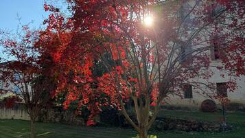 A tree with red leaves in a grassy area with a building in the background.