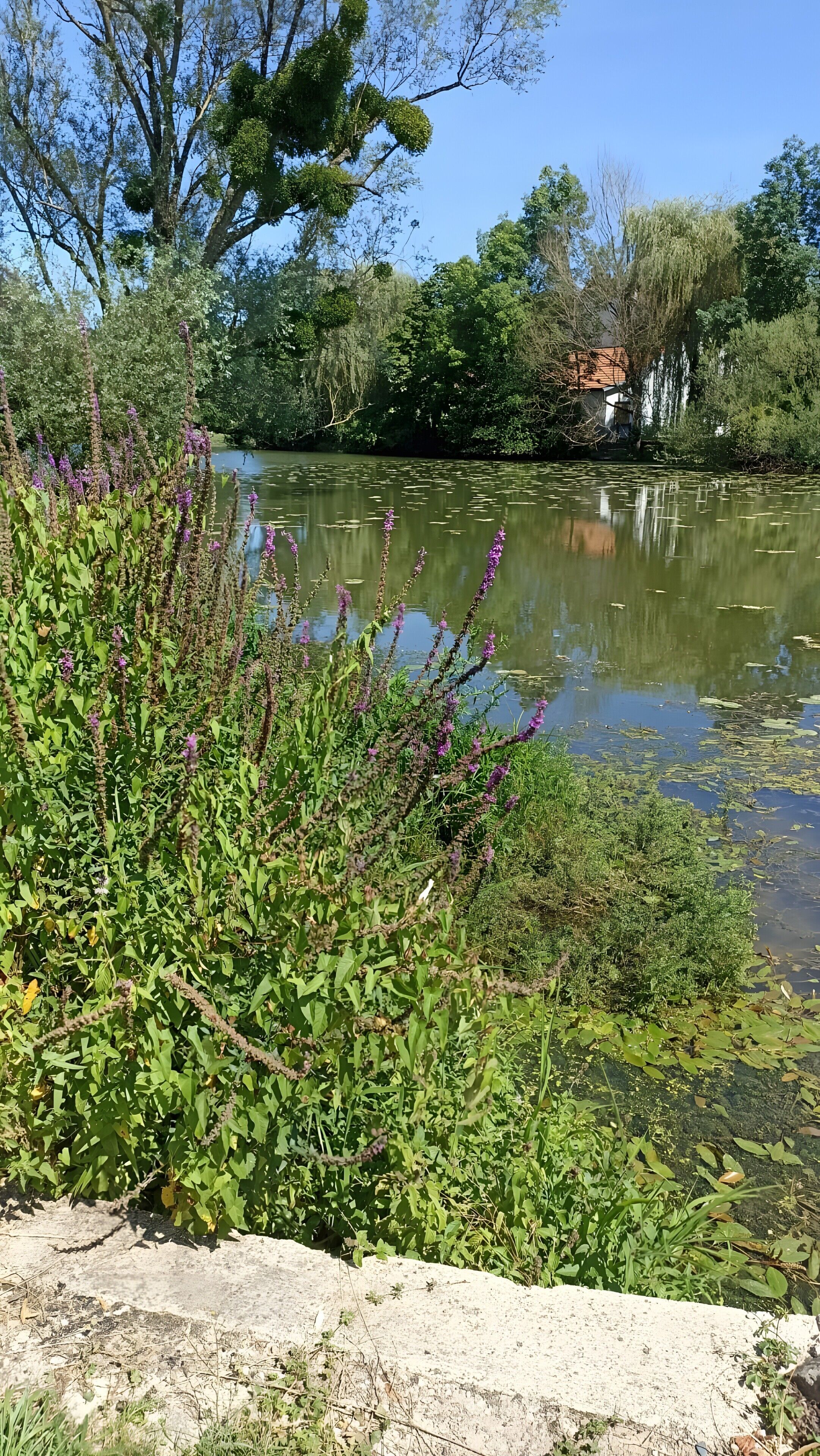 Un paisaje natural con una masa de agua, vegetación exuberante y un edificio al fondo.