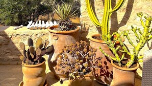 Une collection de cactus et de plantes succulentes en pot, disposés dans des pots en terre cuite sur une terrasse, avec un mur de pierre en arrière-plan.