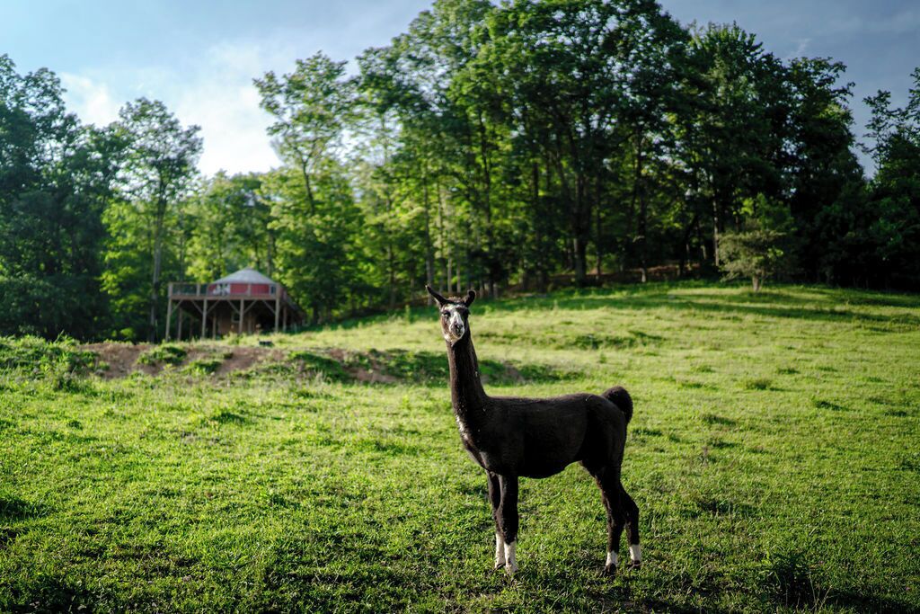 A llama standing in a grassy field with trees in the background and a small structure.
