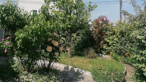 A garden with various plants and flowers, a concrete pathway, and a building in the background.