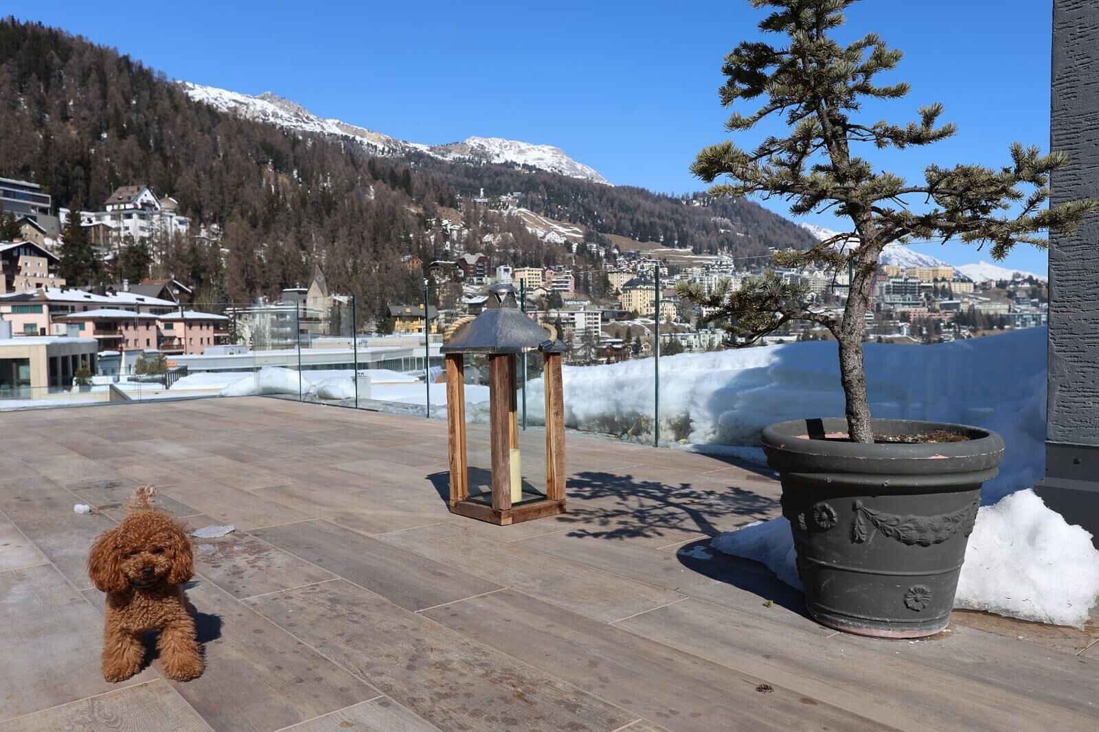 Eine Terrasse mit einem Blumentopf, einer Laterne und einem kleinen Hund.
