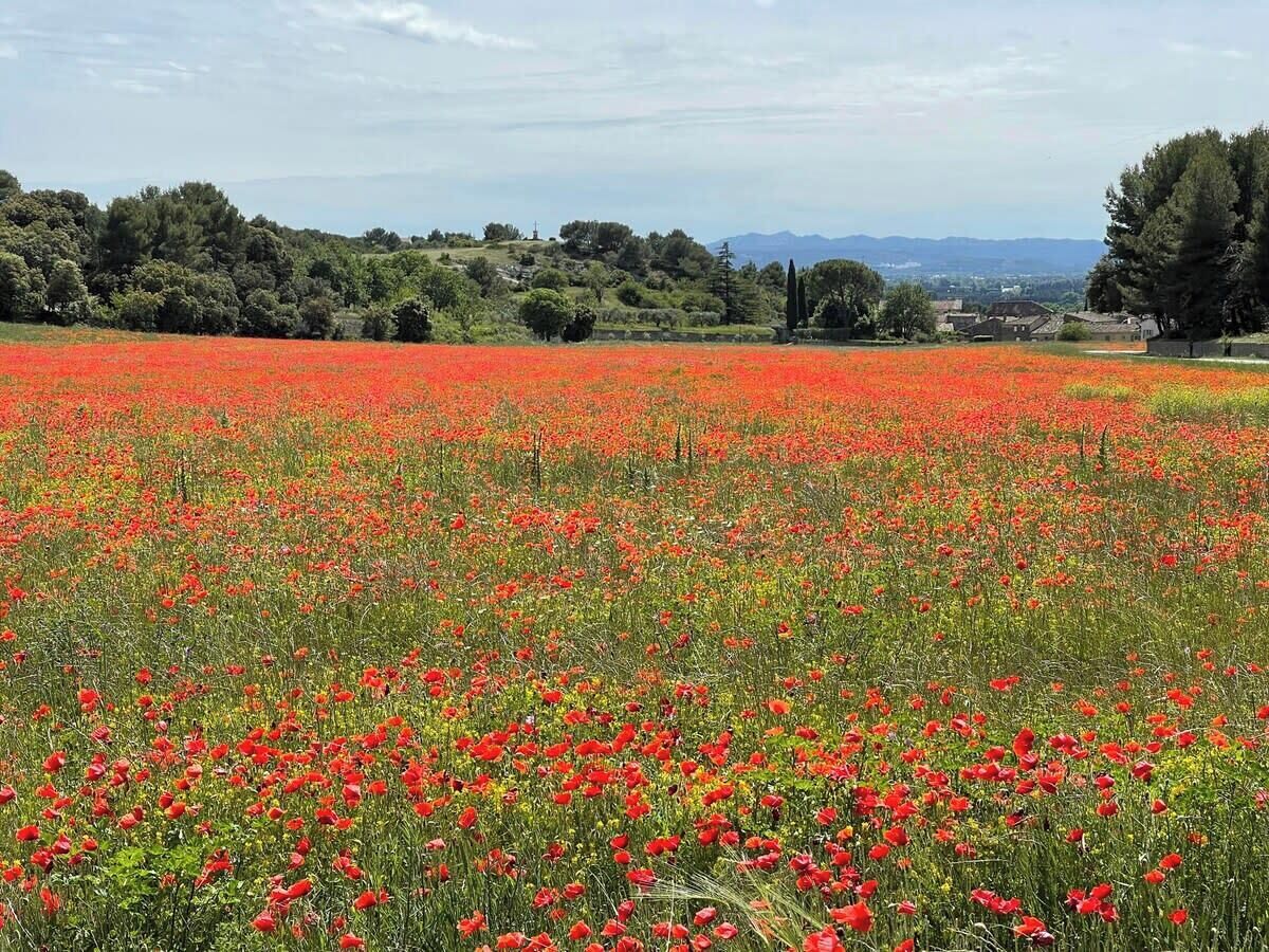 Un champ de coquelicots rouges, avec en arrière-plan des maisons et des arbres.