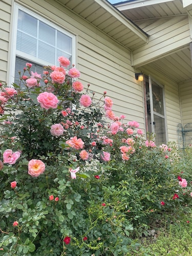 The May House, 2-bedroom Dardanelle country home with a gorgeous view
