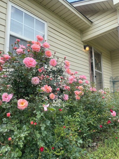 The May House, 2-bedroom Dardanelle country home with a gorgeous view