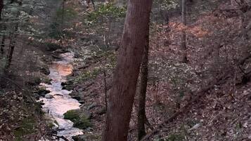 Un área boscosa con un arroyo que la atraviesa.