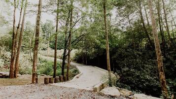 A forested area with a gravel path leading through trees.