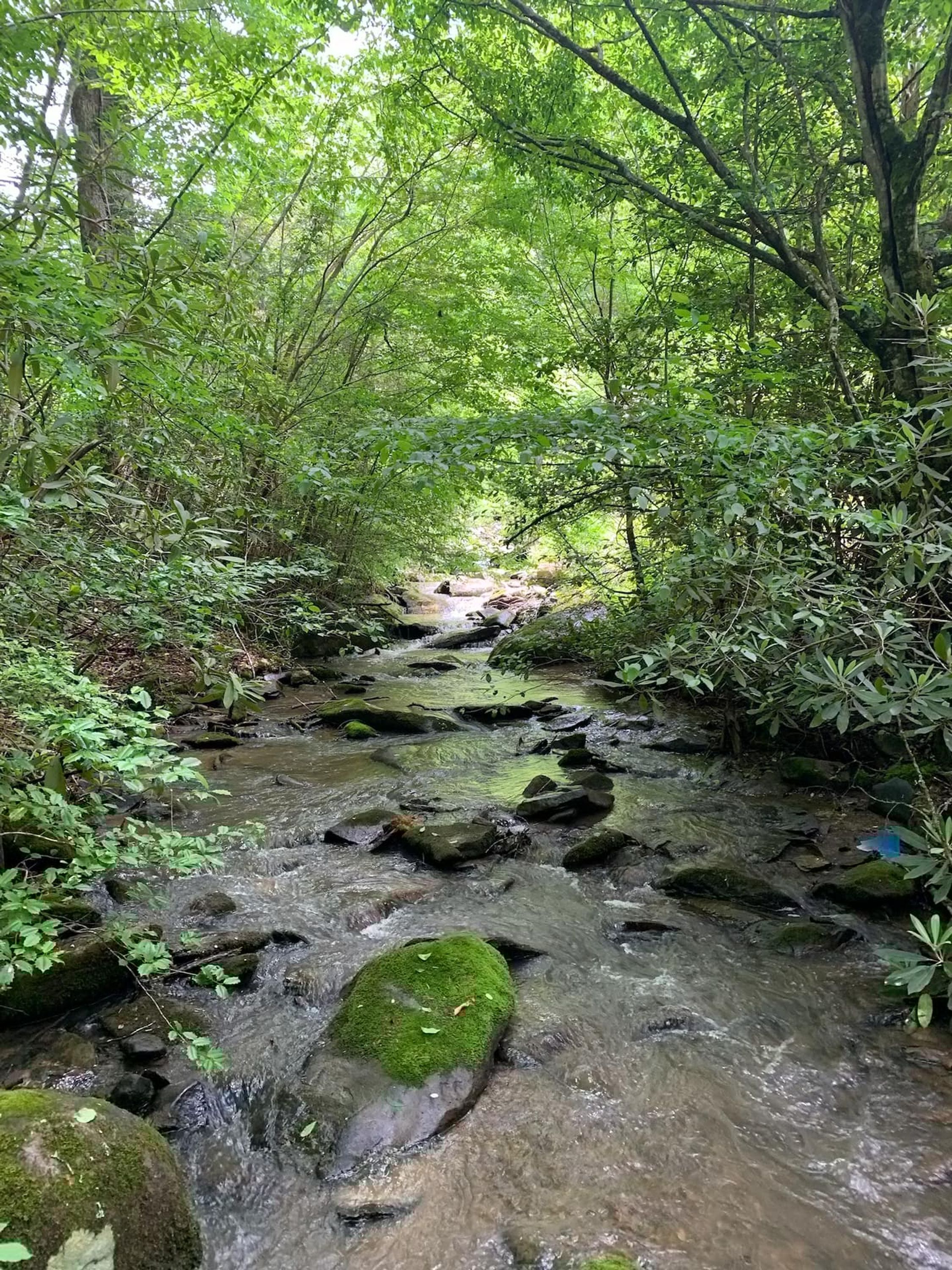 Un arroyo en el bosque con rocas y follaje.