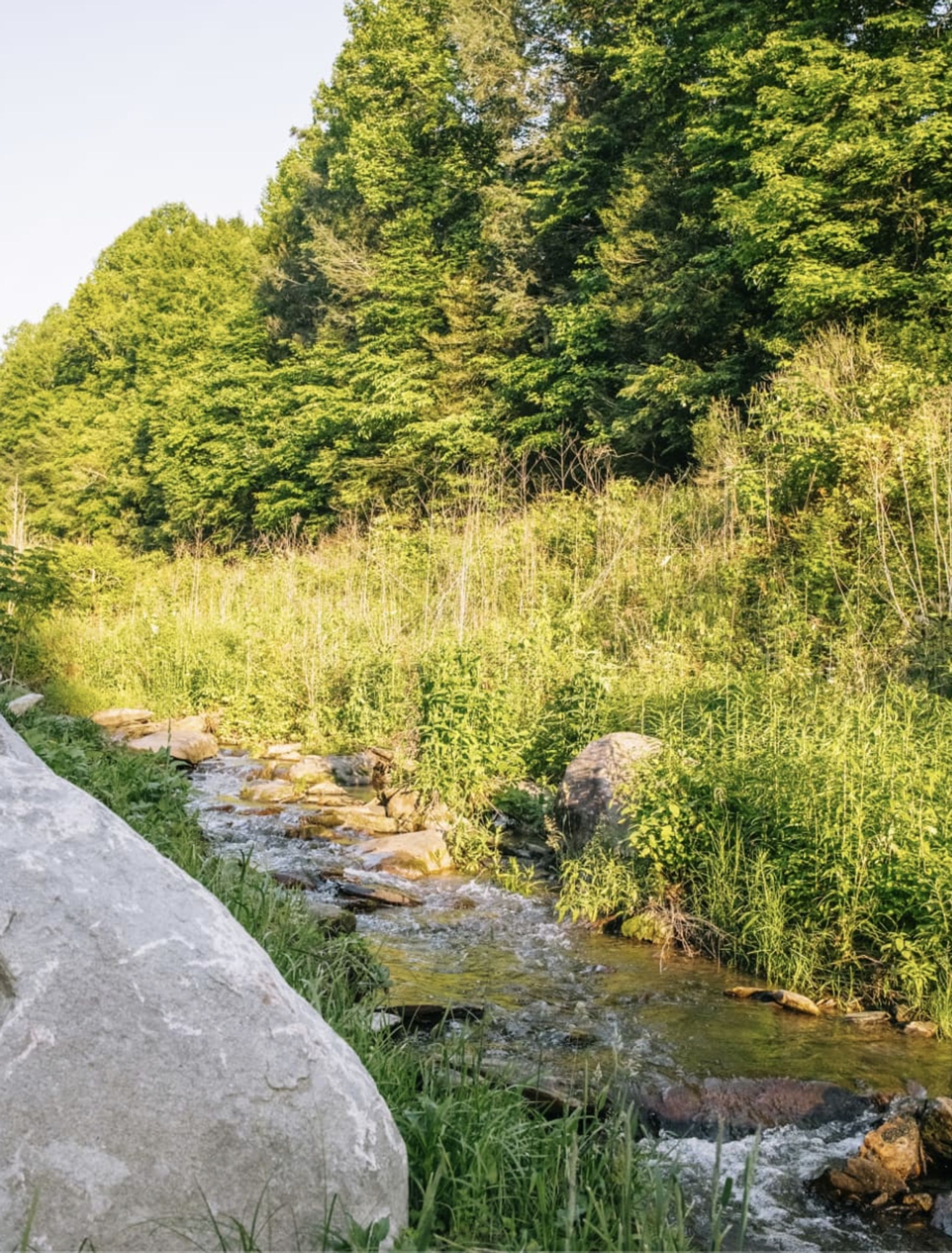 Un paysage naturel comprenant un ruisseau, des rochers et une végétation luxuriante.