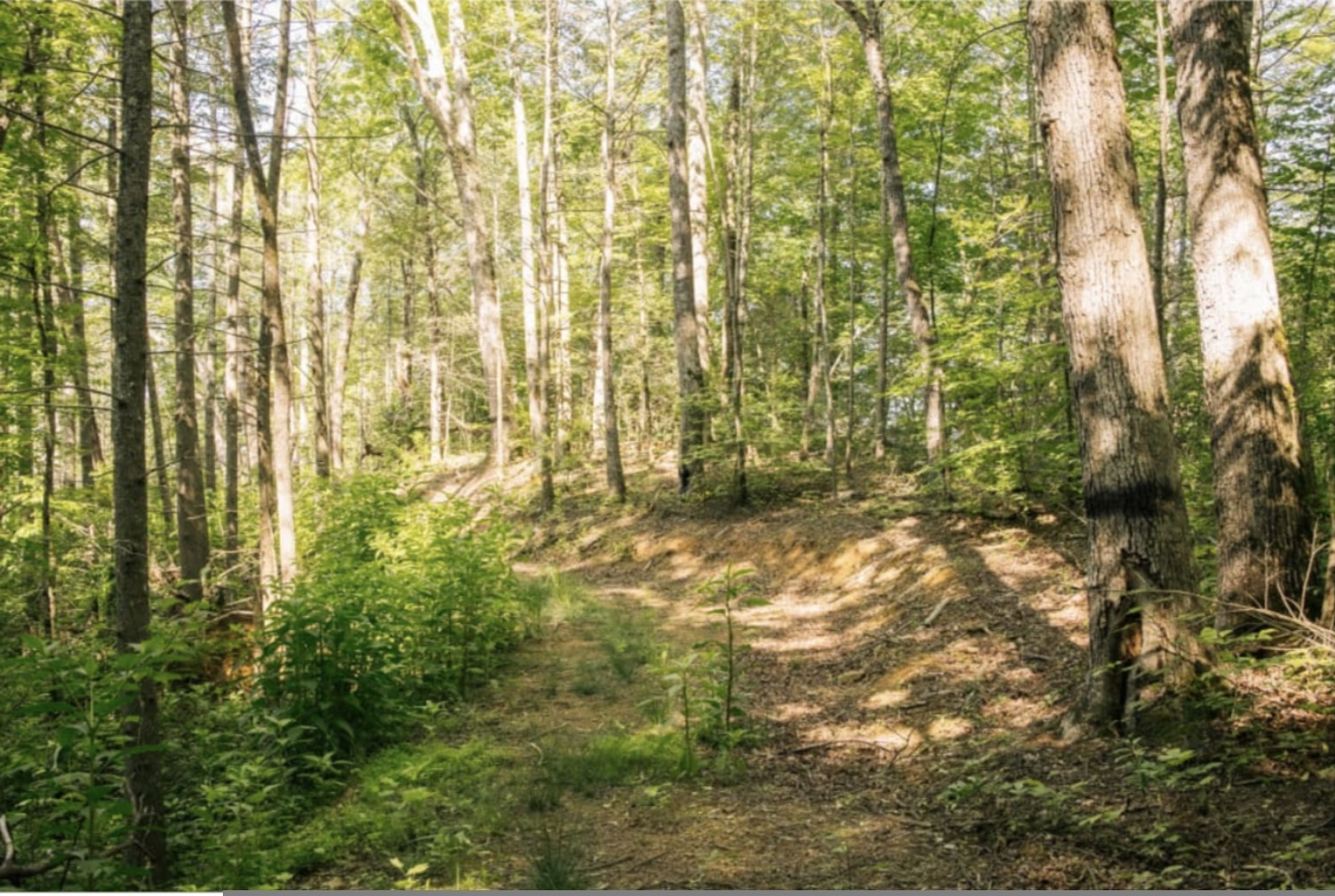 A forested area with tall trees and a dirt path.