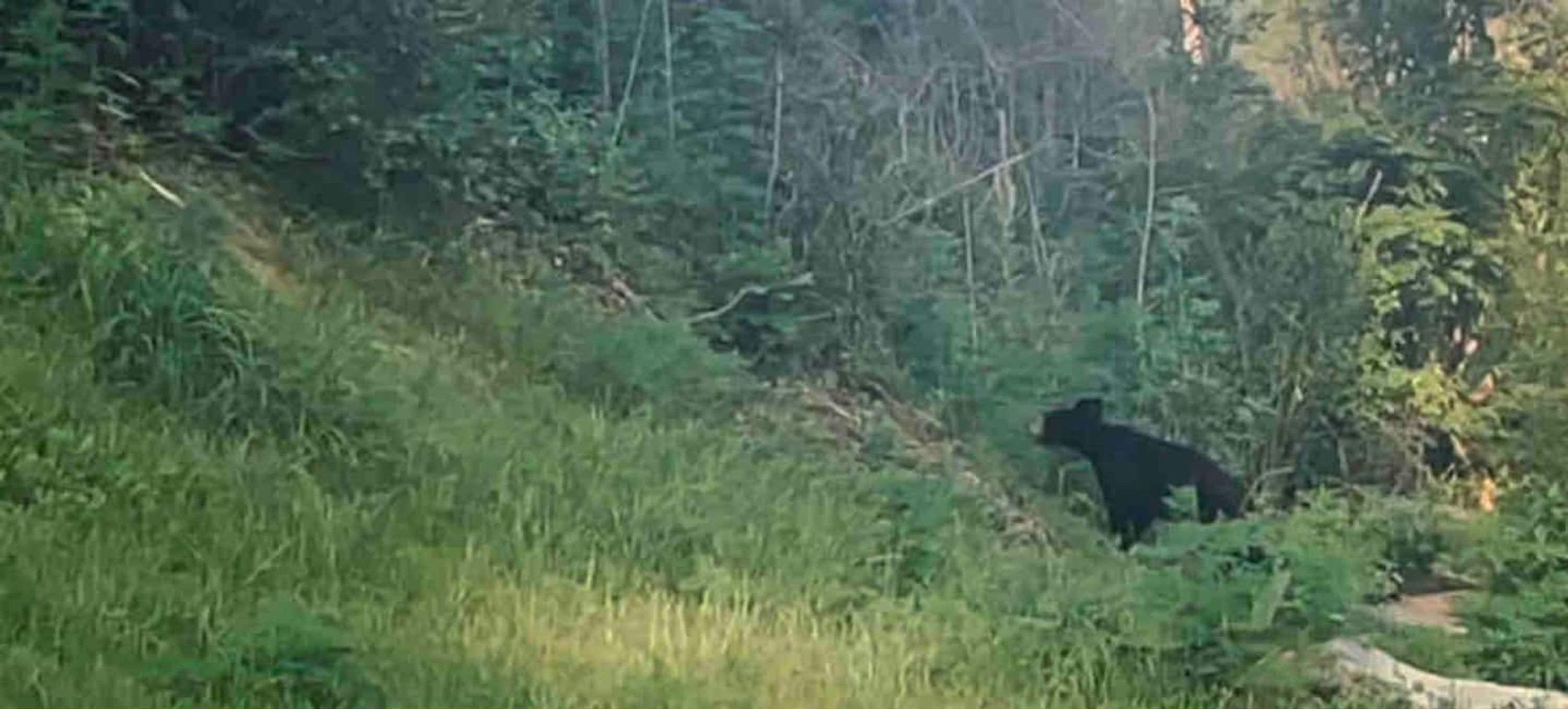 A bear in a natural, forested area.