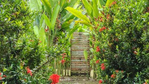 Un sendero de jardín que lleva a una puerta de madera rodeada de exuberante follaje y flores rojas.