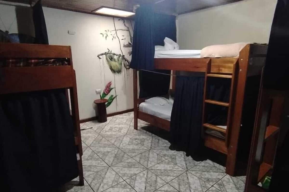 Una habitación con literas, una mesita pequeña y una planta en maceta.