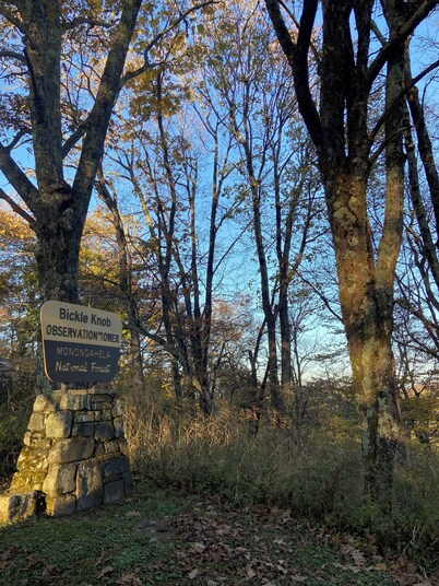 The Bear BnBee-Quaint Cottage Outside Charming Elkins!