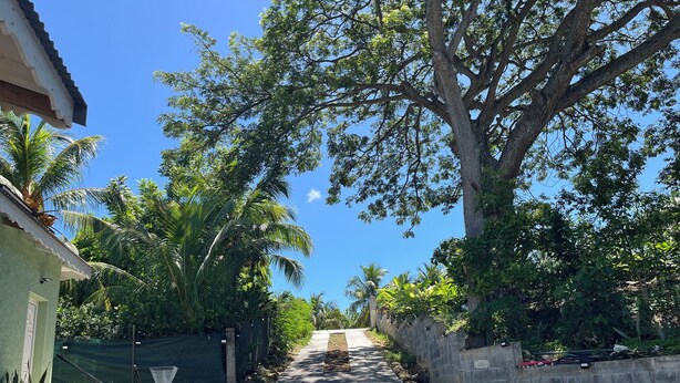A narrow, paved pathway flanked by lush greenery and a large tree. - Stay in Guadeloupe : 5 minutes: beaches, downtown Le Moule by car (Le Moule)