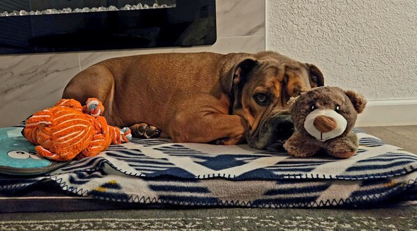 A dog lying on a patterned rug with a plush toy and a toy fish.