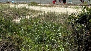 Une plage avec un rivage sablonneux, une jetée qui s’avance dans l’eau et des gens qui se promènent le long de la plage.