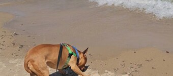 Rustic-Chic 2 bdr Pet Friendly Log Cabin, Steps to Lake Huron