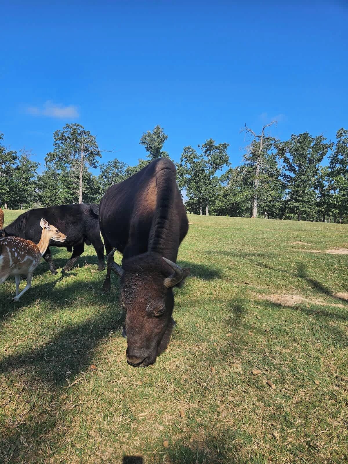 A grassy field with cows grazing.