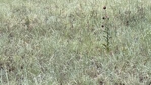 Ein großes Elch liegt in einem grasbewachsen Feld, Bäume sind im Hintergrund zu sehen.