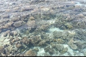 Unclassified image, 3 of 28, button - Asia Rainforest Resort (Semporna)