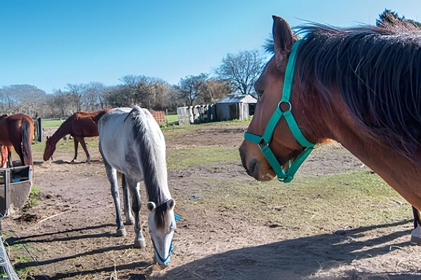 A stable with horses, a dirt ground, and a clear sky.