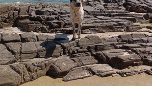 A dog standing on rocky terrain near a beach with waves and people in the background.