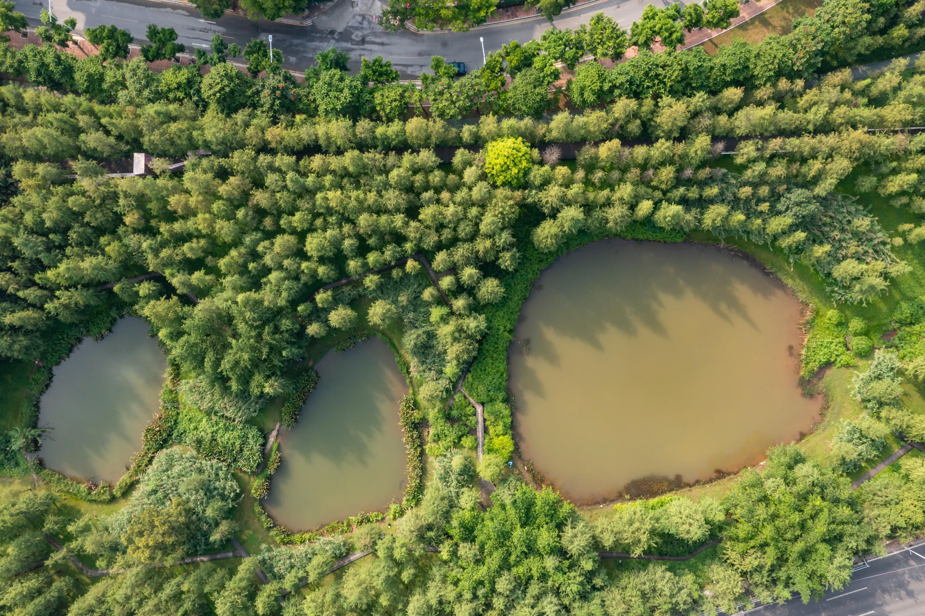 Eine Vogelperspektive eines Parks mit drei Teichen, umgeben von dichtem Grün und einer Straße im Hintergrund.