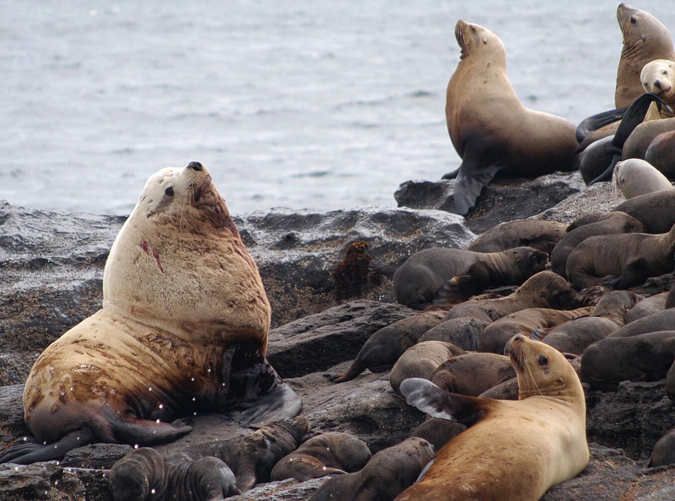 Een groep zeehonden op een rotsachtige kust, met de oceaan op de achtergrond.