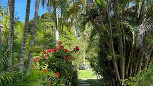 Un sentier de jardin bordé d’une végétation luxuriante et de palmiers.