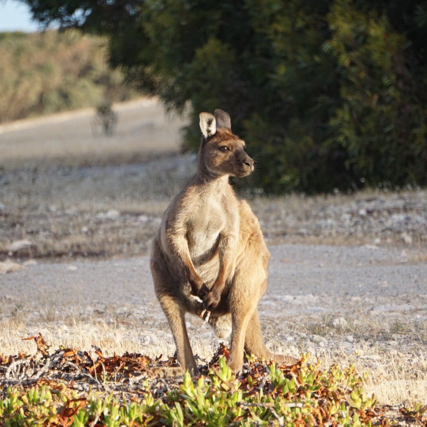 A kangaroo standing on a dry, leaf-covered ground with sparse vegetation and a tree in the background.