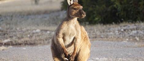 A kangaroo standing on a dry, leaf-covered ground with sparse vegetation and a tree in the background.
