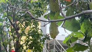 A metal staircase with handrails, surrounded by potted plants and trees. - Cozy Modern Room w/ Private Entrance & Fast WiFi – San Salvador (San Salvador)