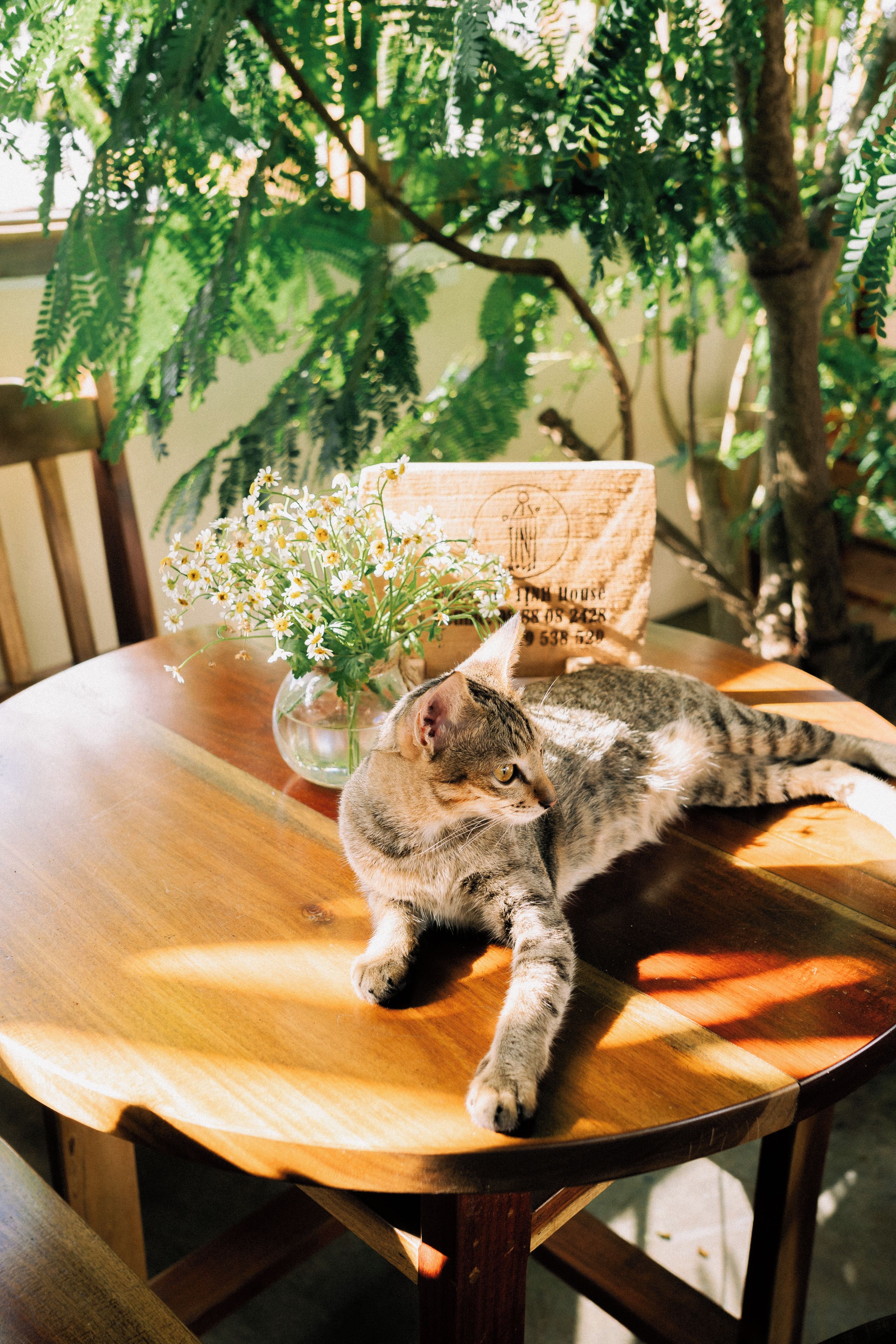 Un gato descansando sobre una mesa de madera con un jarrón de flores y una bolsa con un número de teléfono.