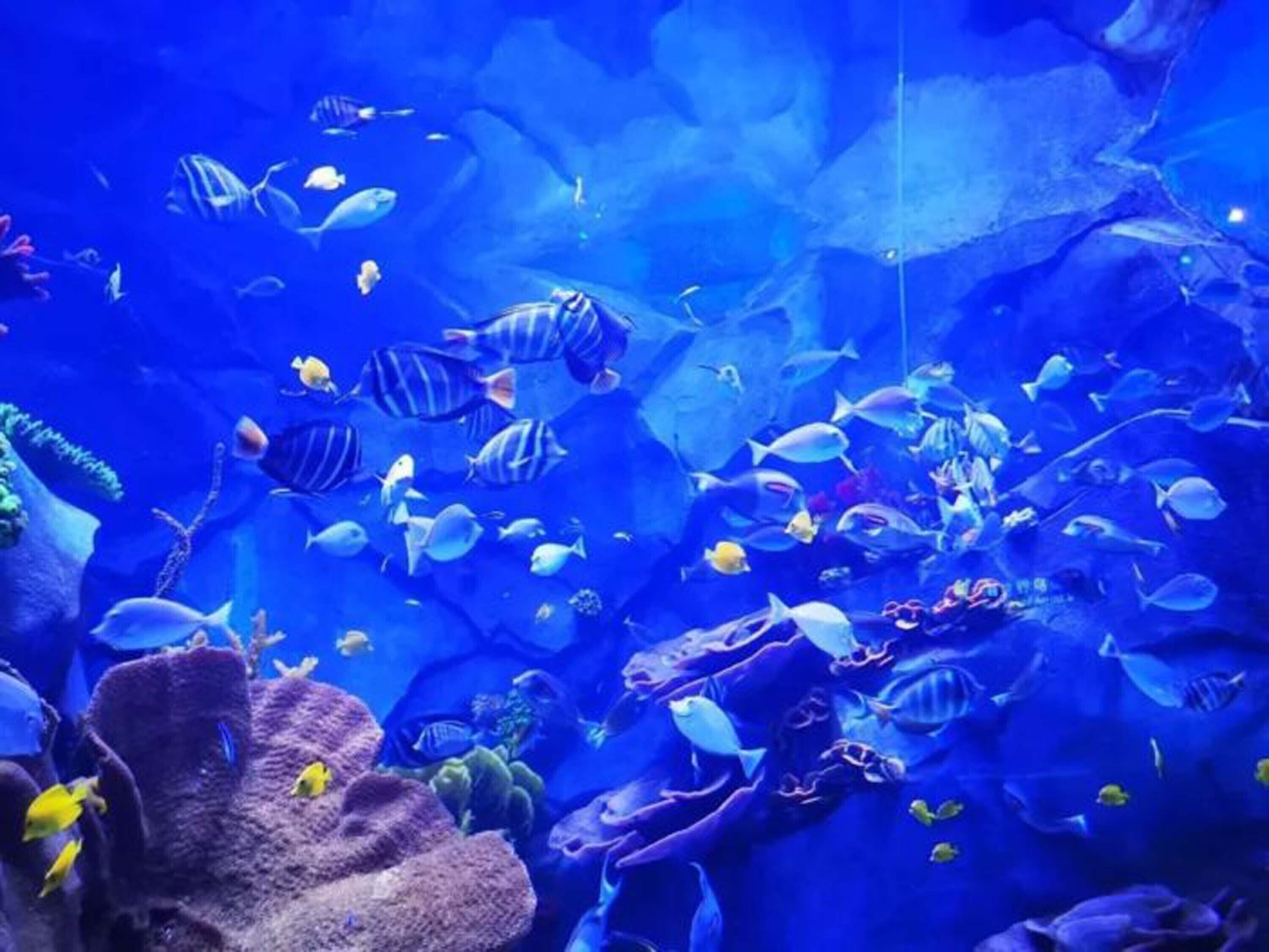 An aquarium with various fish species swimming among coral reefs.
