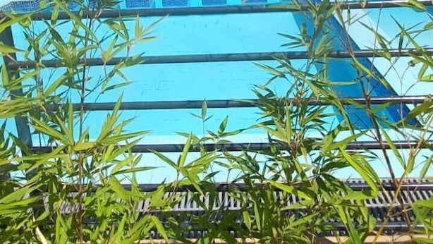 A swimming pool surrounded by bamboo plants, with modern buildings in the background.