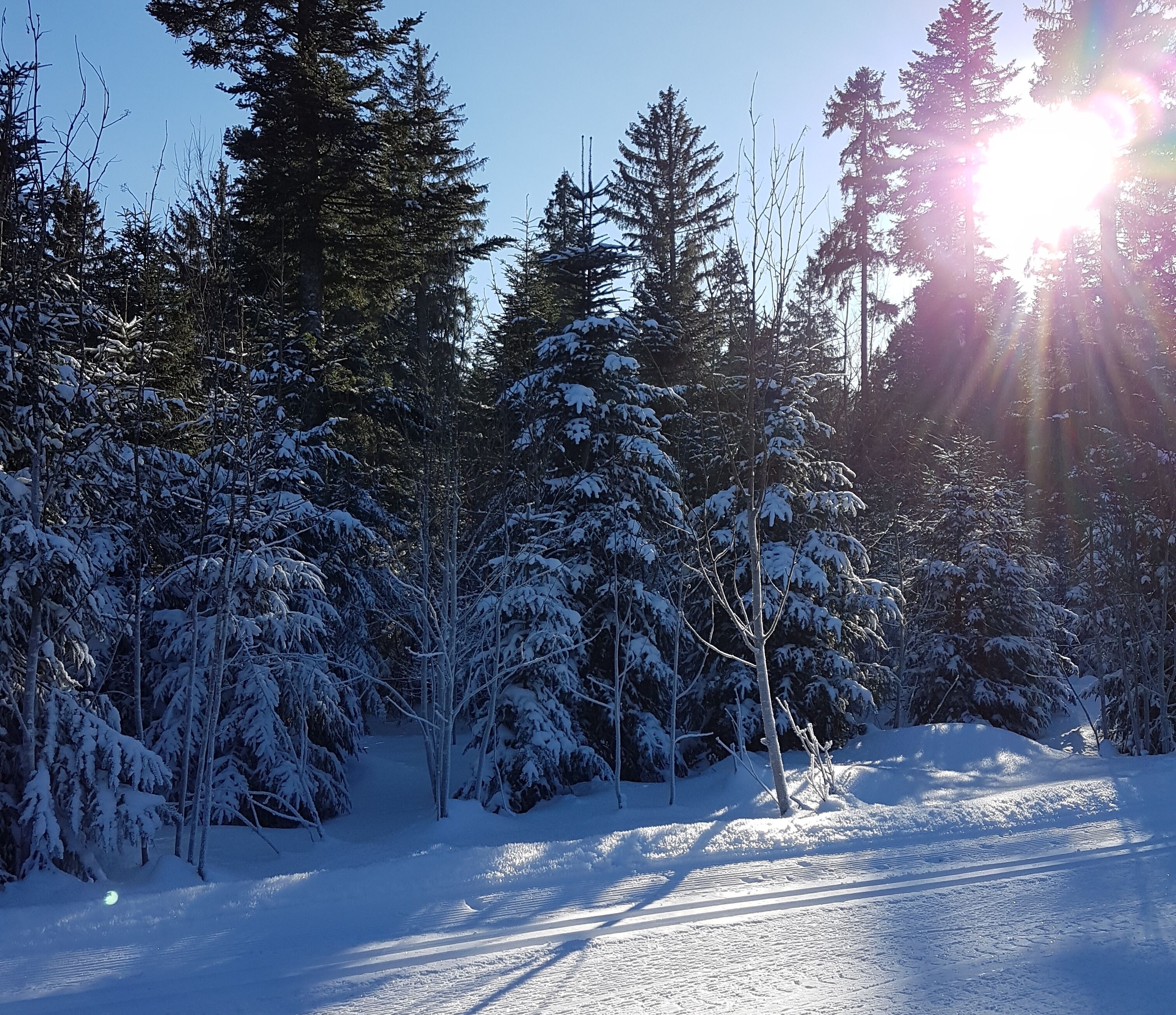Un bosque nevado con altos árboles de hoja perenne y cielo despejado.