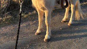 Un cheval blanc, équipé d’une selle et d’un mors, se tient sur un chemin de terre.