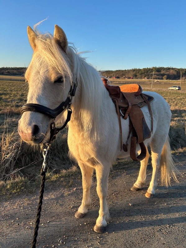 Un cheval blanc, équipé d’une selle et d’un mors, se tient sur un chemin de terre.