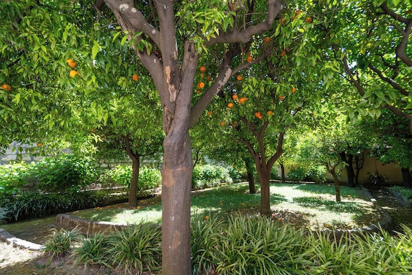 A tree with oranges, surrounded by greenery and a stone wall.