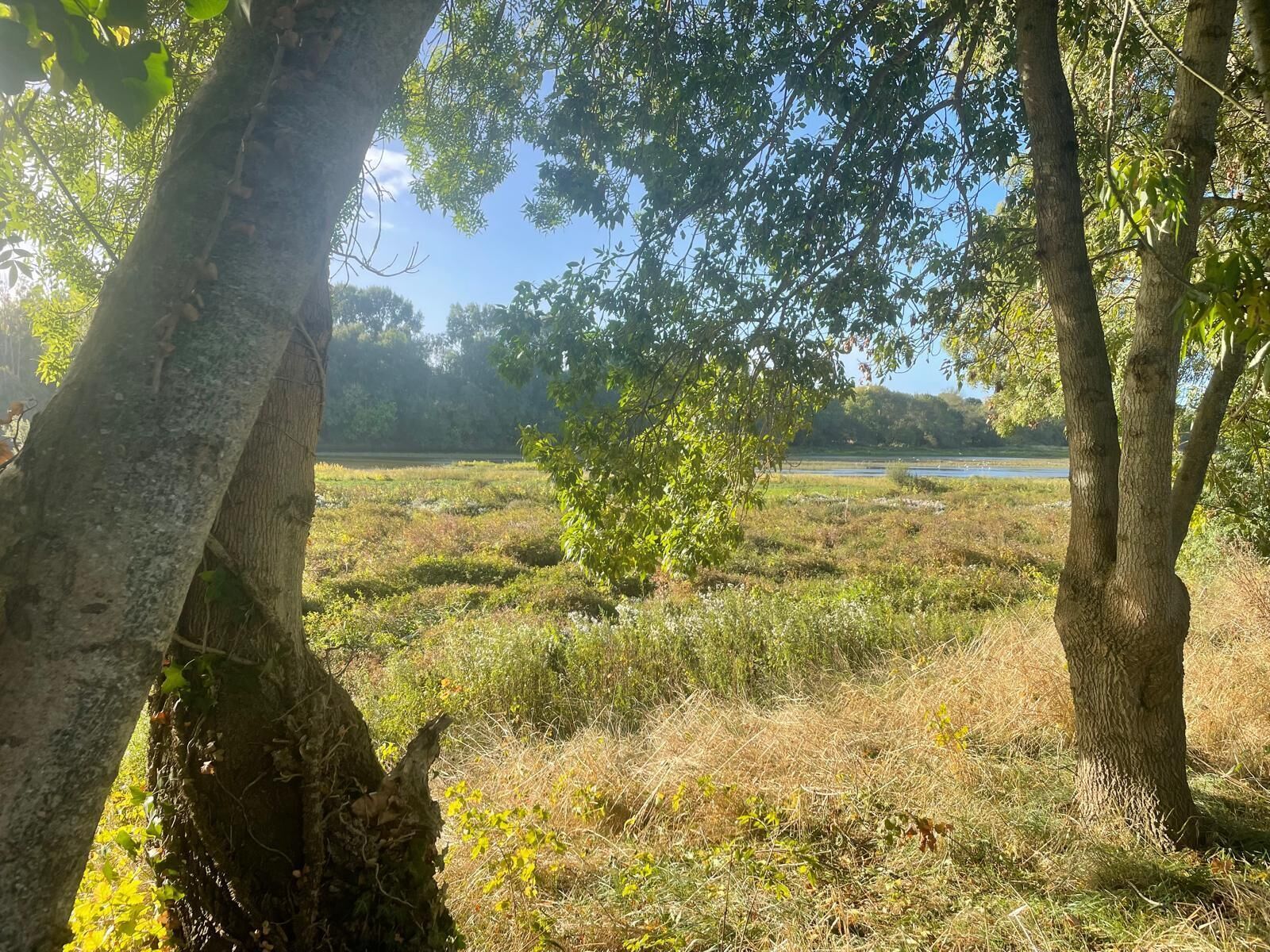 Un paysage naturel avec des arbres et une étendue d’eau à l’horizon.