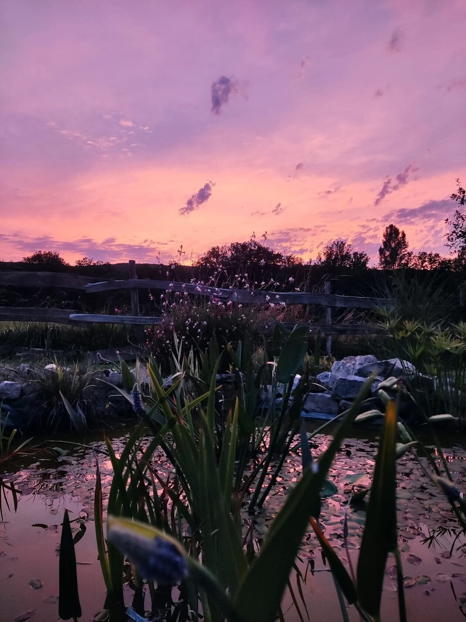 Un coucher de soleil sur un jardin avec une clôture en bois et des nénuphars.