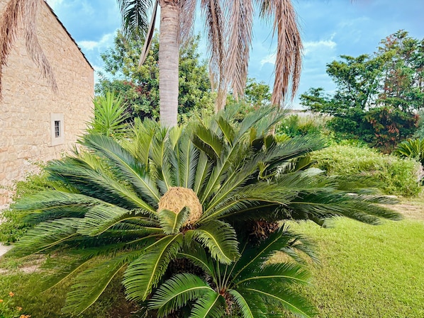 A large palm tree in a garden with a stone building in the background.