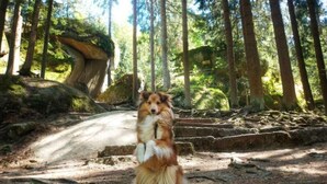 Property grounds - Recreation in nature: Tiny-Hohenberg in Hohenberg an der Eger (Hohenberg an der Eger)