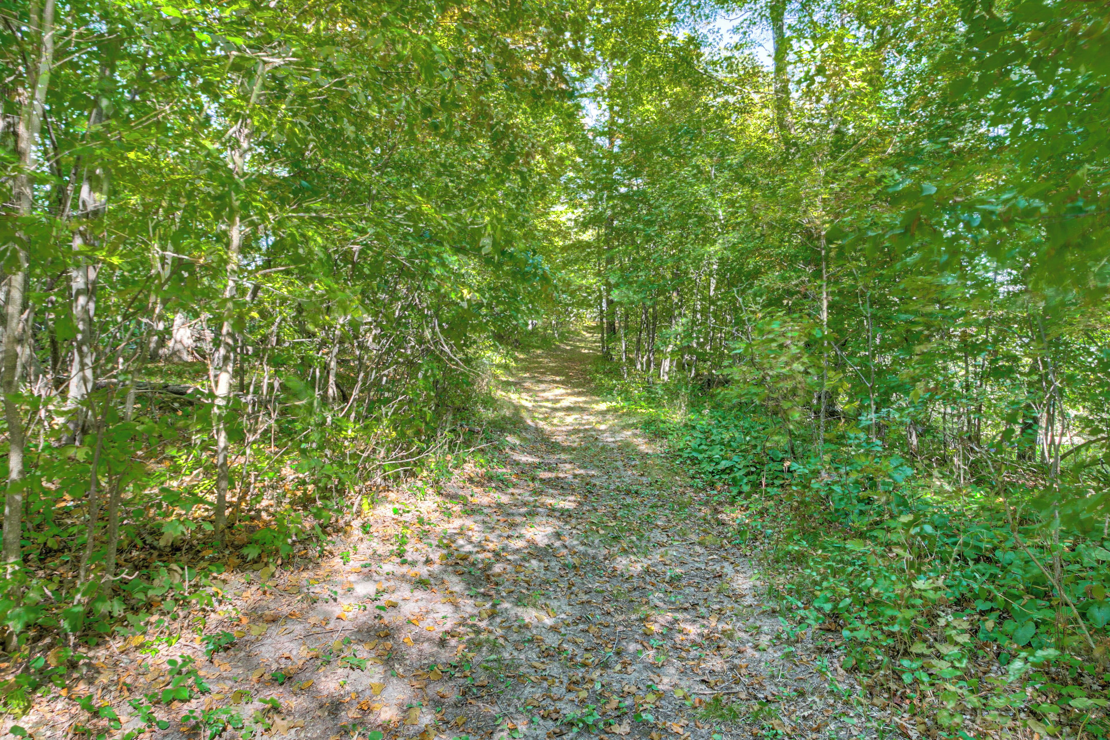 A forest path surrounded by dense green foliage.