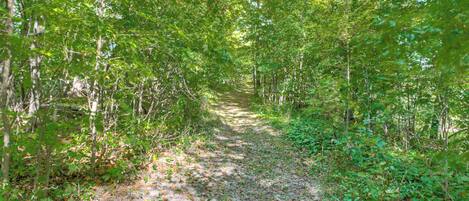 A forest path surrounded by dense green foliage.