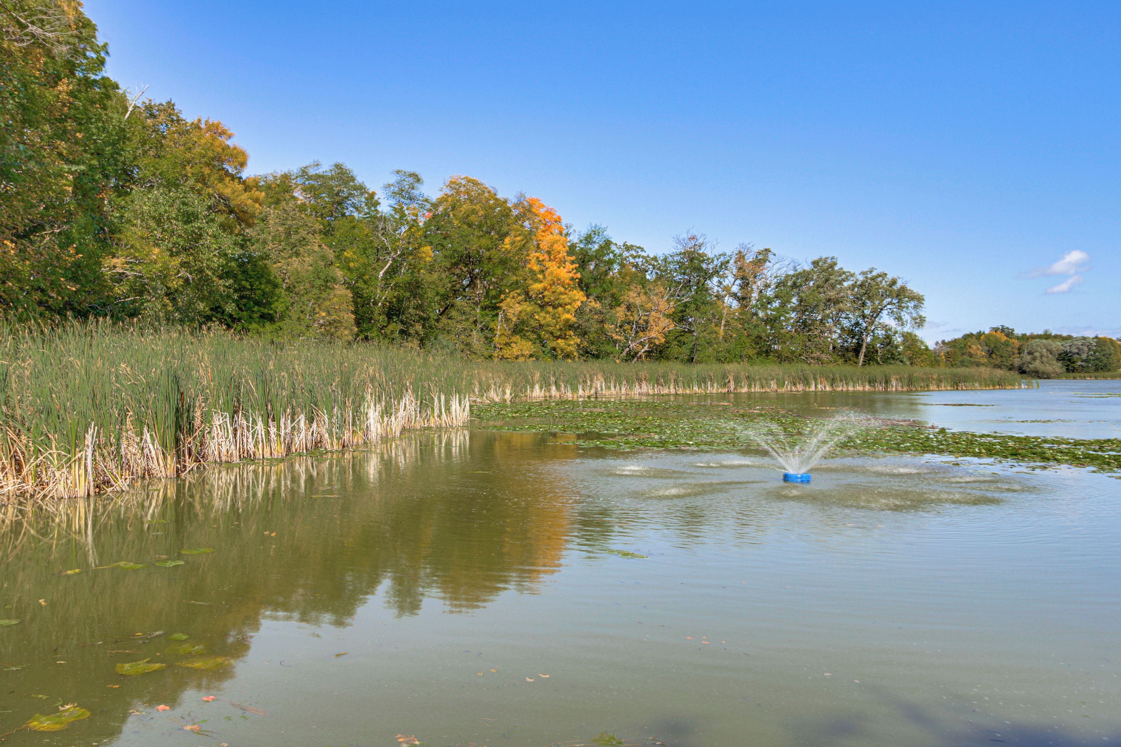 A calm lake with a fountain in the center, surrounded by tall grasses and trees with autumn foliage.