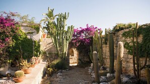 Un jardin agrémenté de cactus, de bougainvilliers et de plantes en pot.