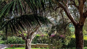 A garden with a variety of plants and trees, including a prominent palm tree. - Villa San Tommaso - Four Bedroom Villa, Sleeps 8 (Syracuse)