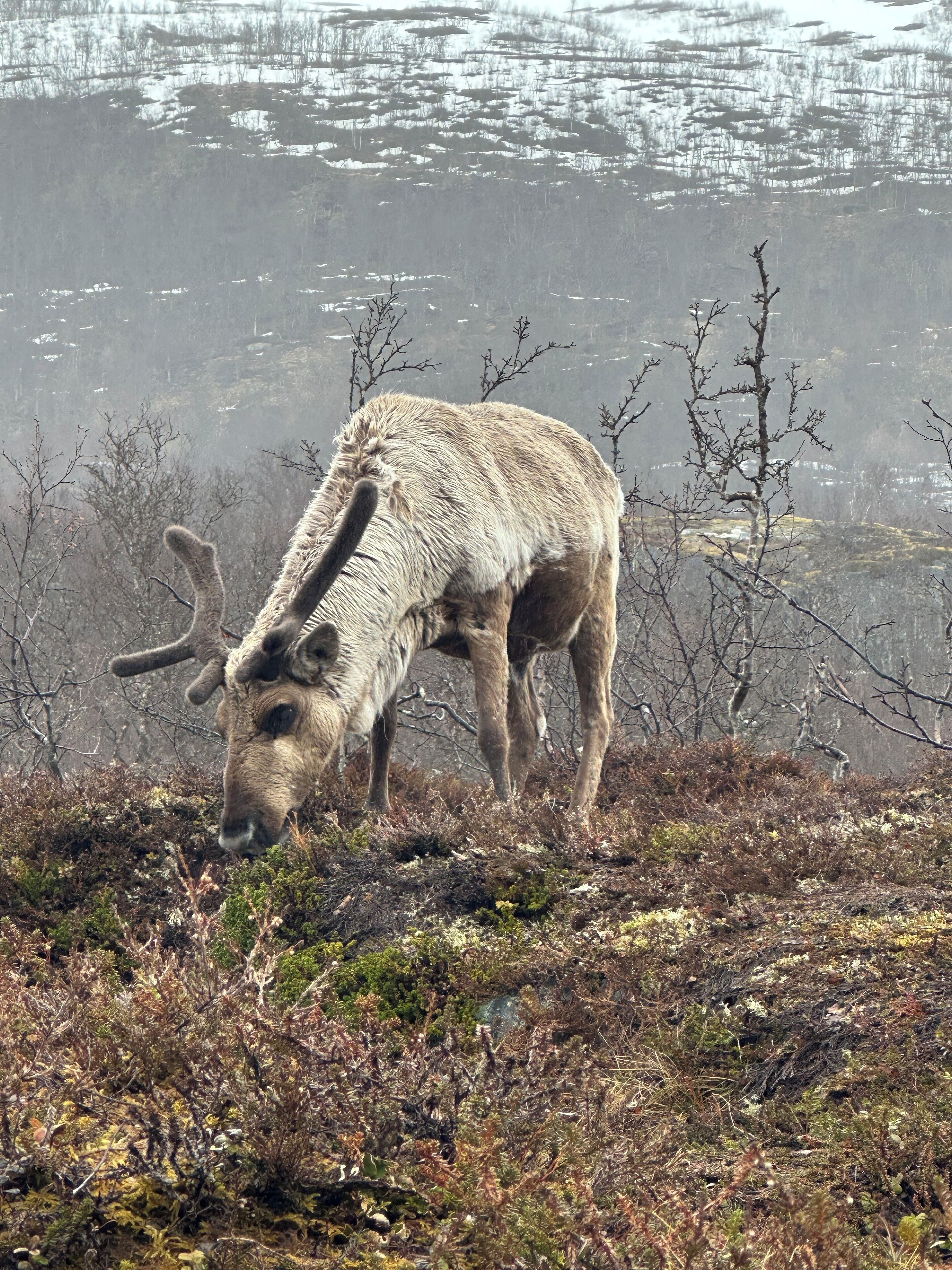 A moose grazing in a natural setting with sparse vegetation and a backdrop of a snowy landscape.